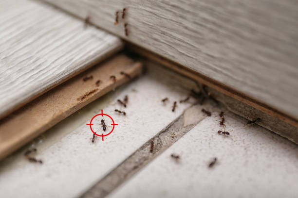 Best Commercial Pest Control Services  in Abbotsford, WI