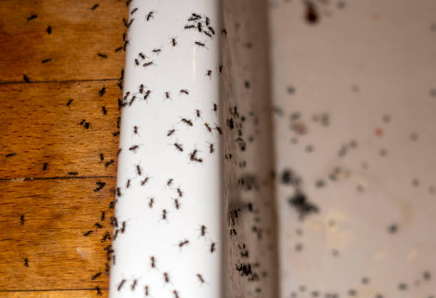 Best Residential Pest Control  in Abbotsford, WI